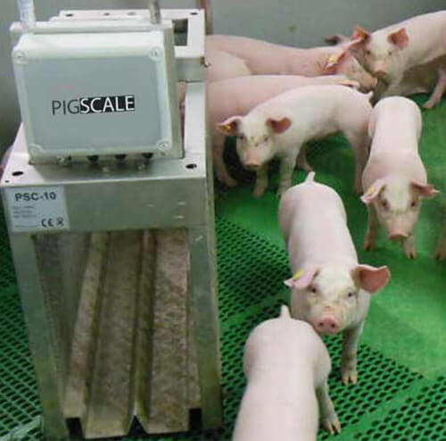 pig production
